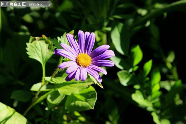 朝着阳光绽放的紫色野菊花