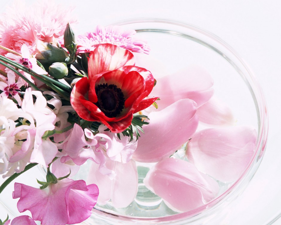 高清养眼舍内唯美花朵壁纸