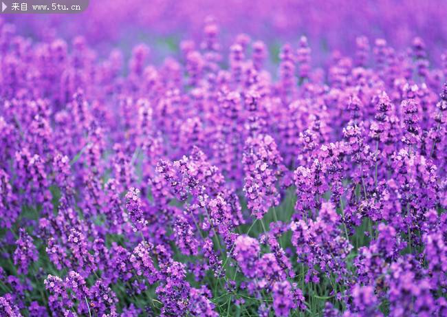 唯美的紫色薰衣草图片
