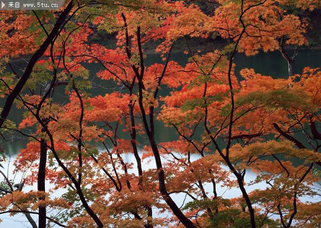 秋天河边的枫树图片