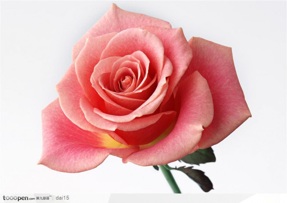单只粉色玫瑰花背景图片