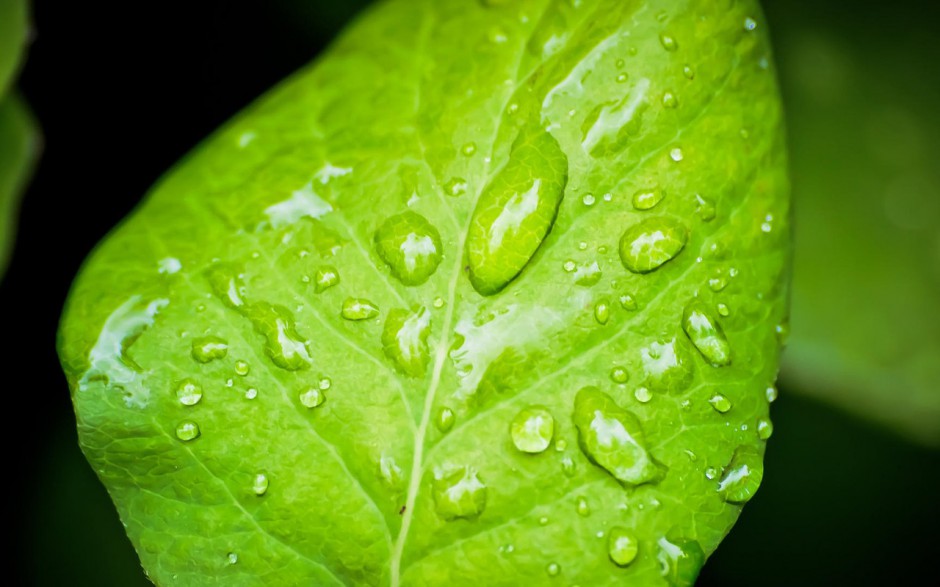 绿色植物清新护眼桌面壁纸