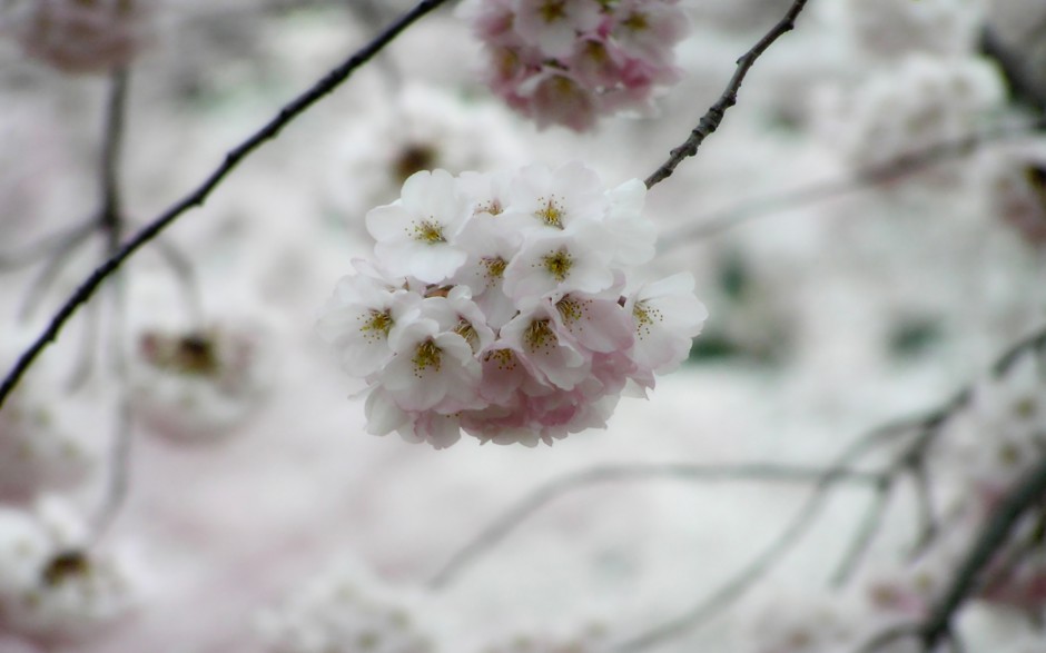 春日梦幻粉嫩樱花唯美清新意境壁纸