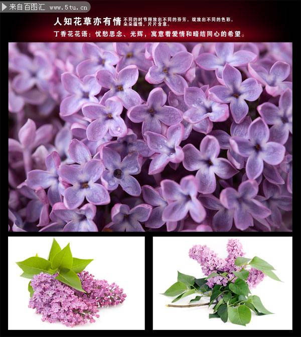 清新俏丽的紫色丁香花图片