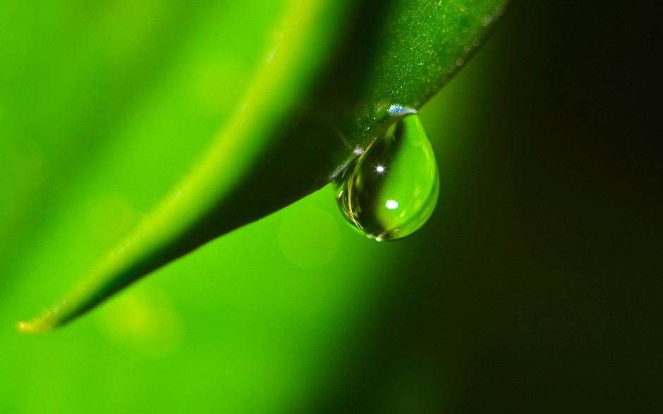 绿叶娇嫩欲滴水珠自然风景浪漫风格壁纸