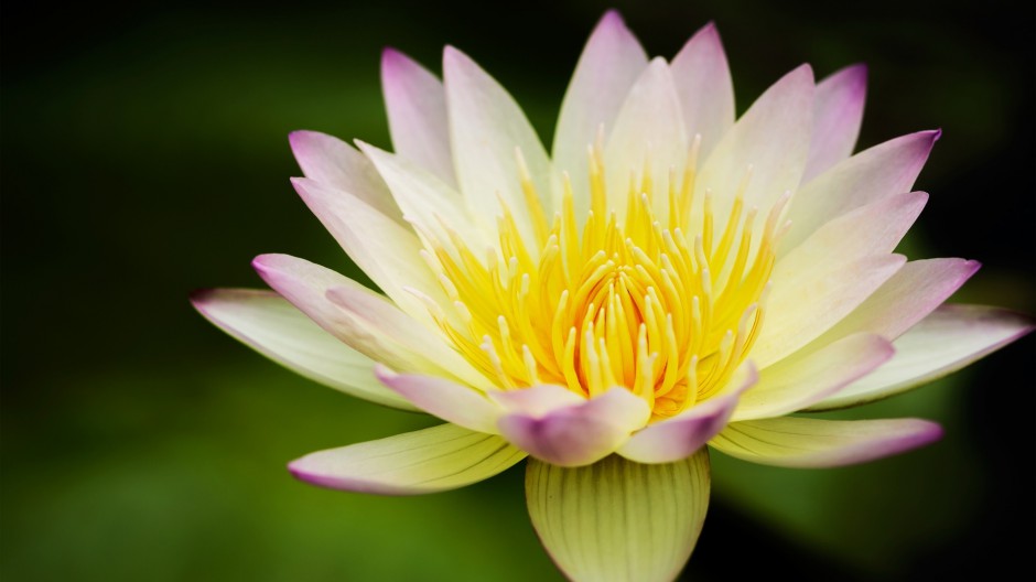 五彩植物花卉浪漫初春清新壁纸