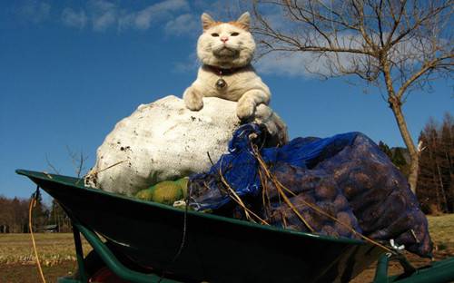 胖猫咪卖萌图片高清特写