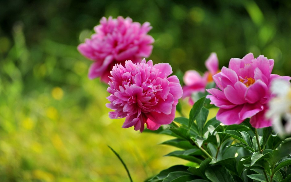 娇艳欲滴雨后芍药花图片壁纸