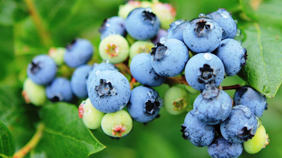 蓝莓水果可爱清新风格图片