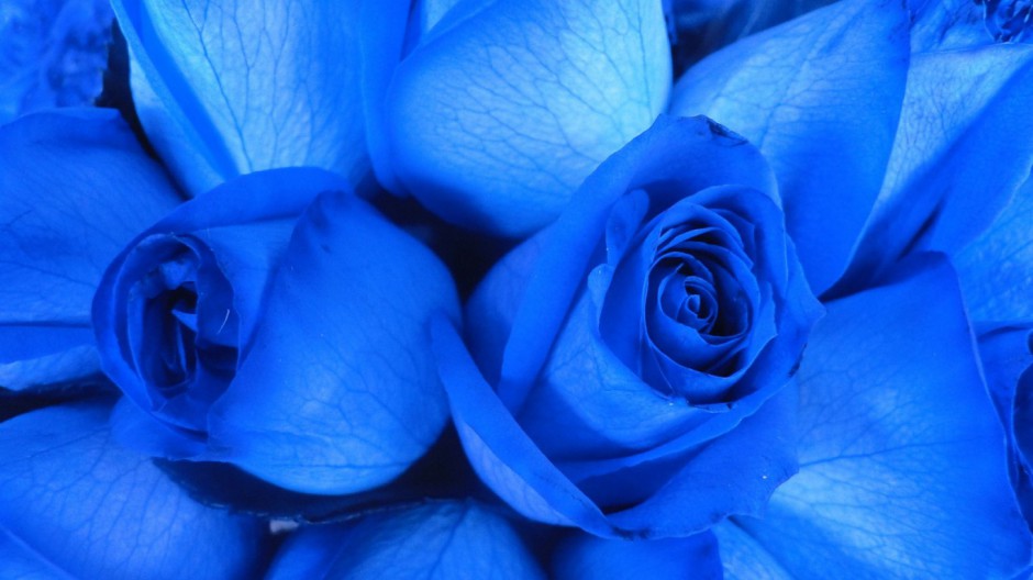 蓝色玫瑰背景图片素材欣赏