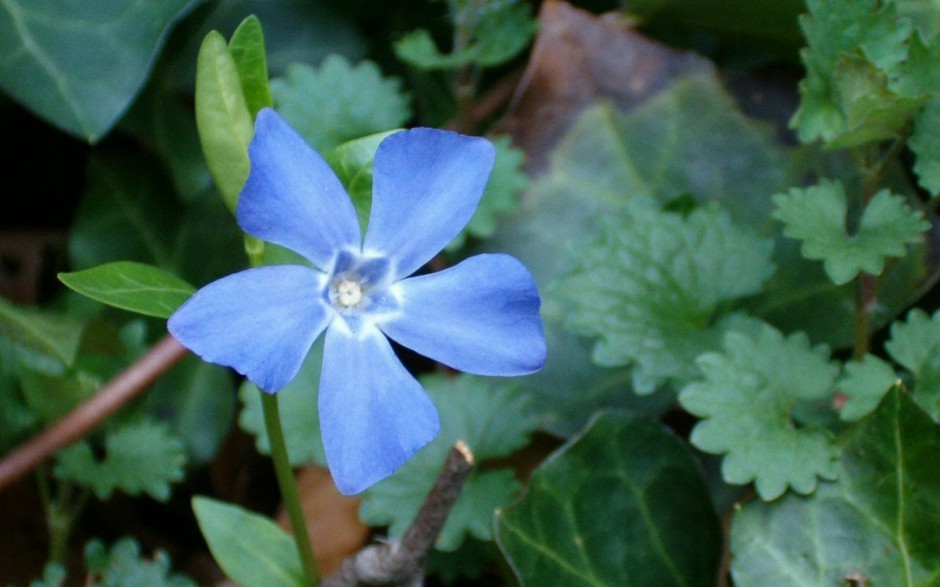 粉嫩长春花浪漫风格高清壁纸