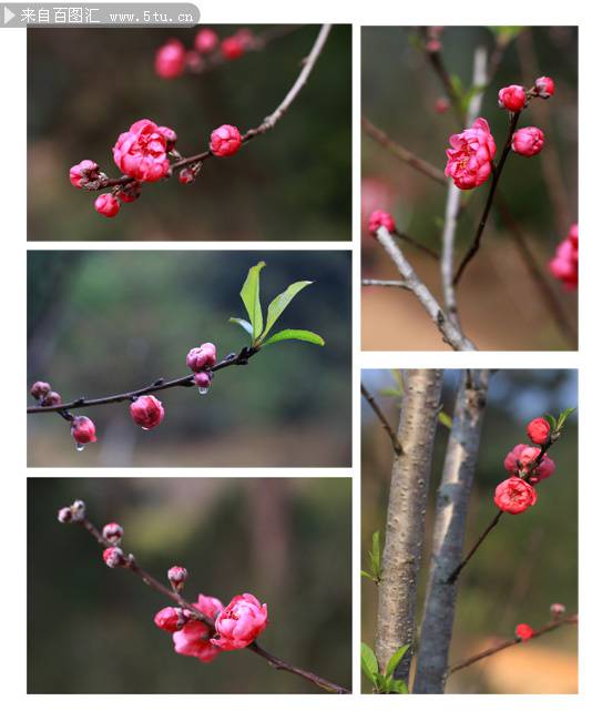 桃花图片唯美粉嫩鲜花素材