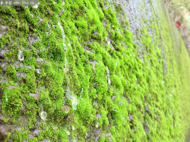 绿色植物苔藓原创摄影图片