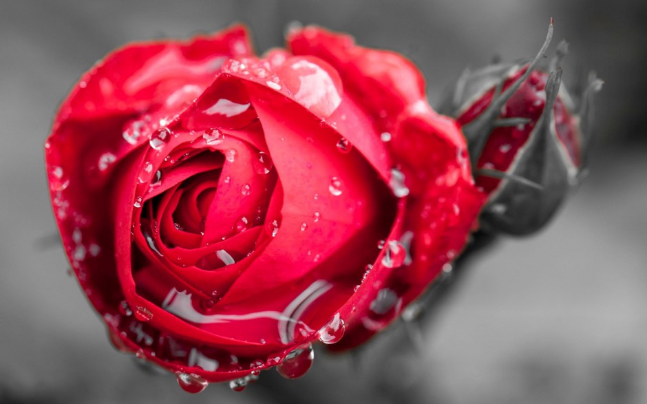 爱情的玫瑰花精美壁纸图片