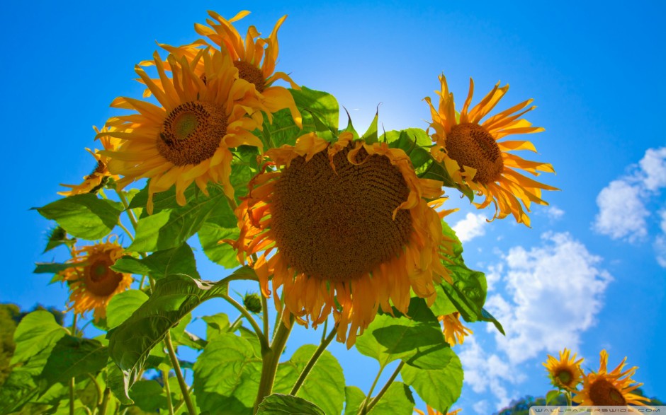 唯美的向日葵花卉壁纸欣赏