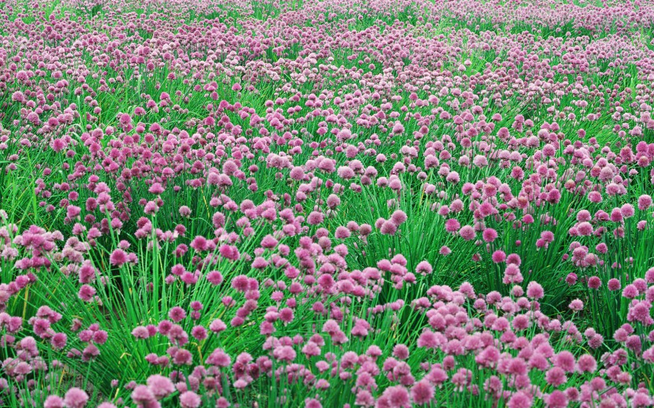 花的海洋浪漫风景精致美景高清壁纸