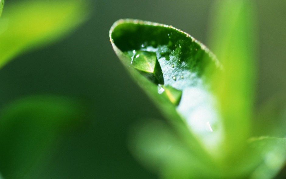 嫩芽绿叶水珠浪漫春日风景壁纸