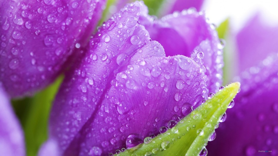 雨后郁金香浪漫自然植物风景美图