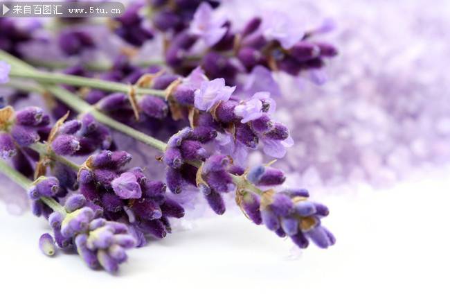 唯美紫色的花图片薰衣草背景