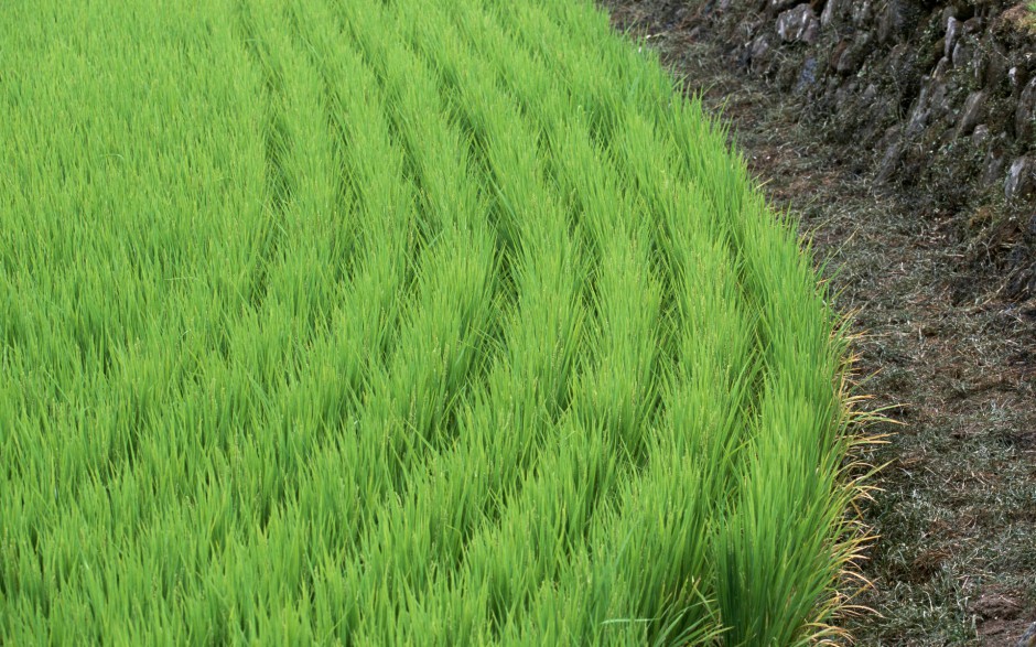 田园清新唯美稻田风景壁纸