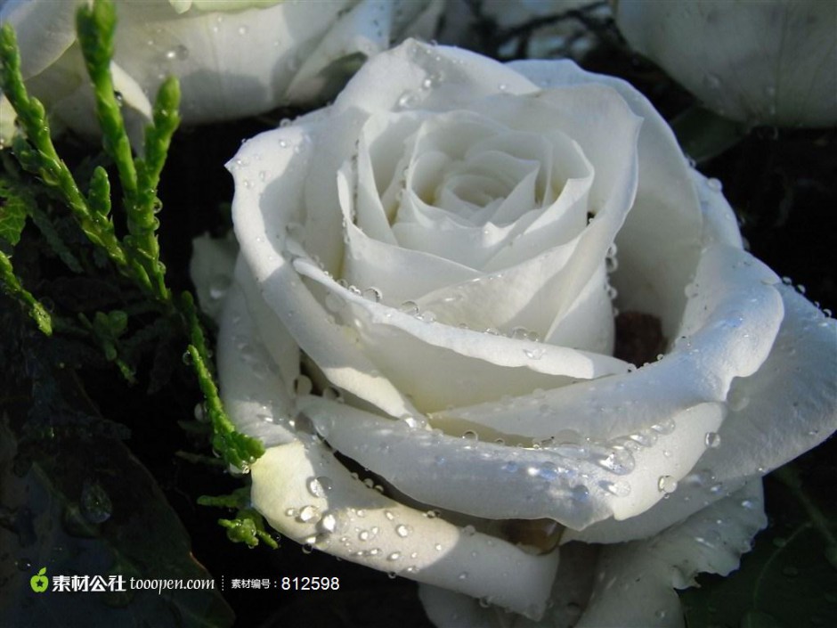 白玫瑰花语 纯洁天真的爱