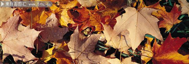唯美秋天植物树叶图片素材