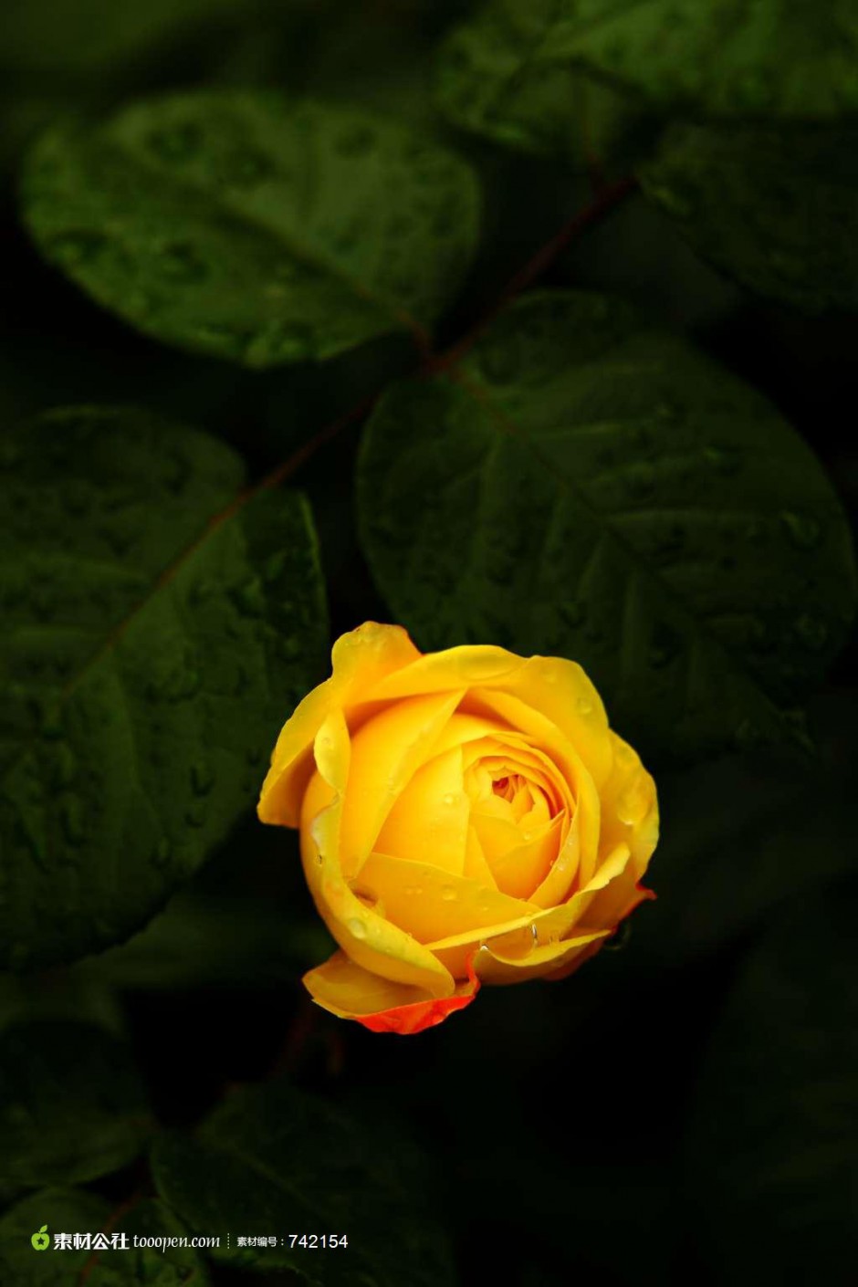 山野中浪漫盛放的黄玫瑰