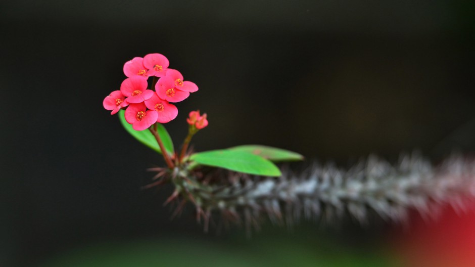 娇艳虎刺梅春日浪漫花园美景简约壁纸