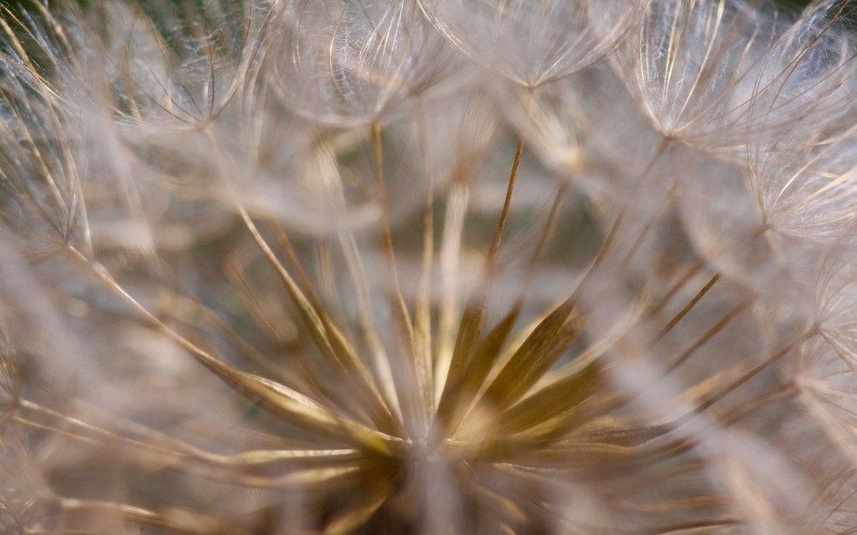 蒲公英浪漫自然田原风景简约高清图片