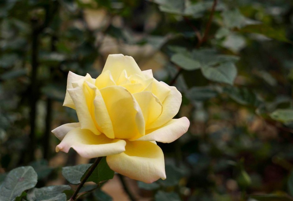 代表珍重祝福的黄玫瑰