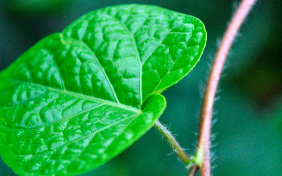 紫色牵牛花清晨盛放高清大屏壁纸