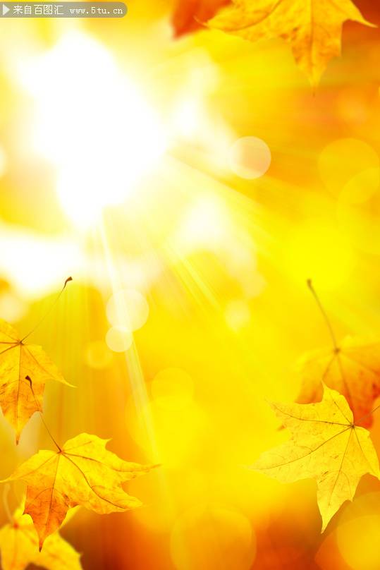 唯美秋天金黄色枫叶背景图片