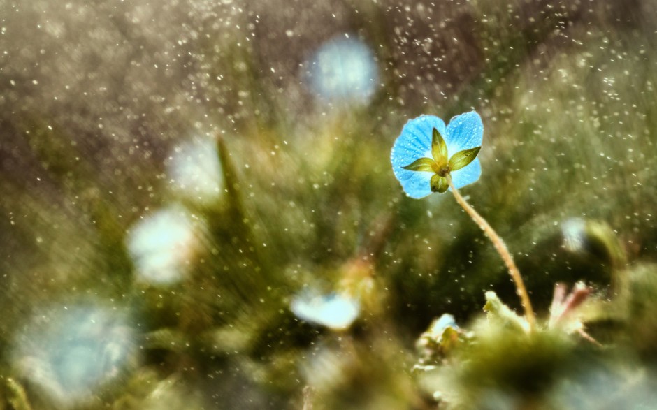 雨中浪漫唯美鲜花梦幻美景