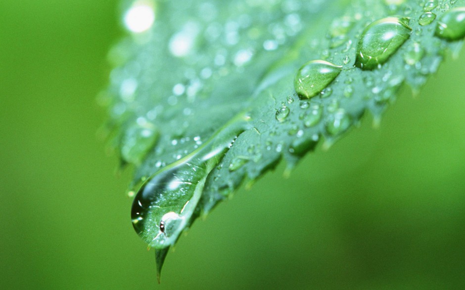 嫩芽绿叶水珠浪漫春日风景壁纸