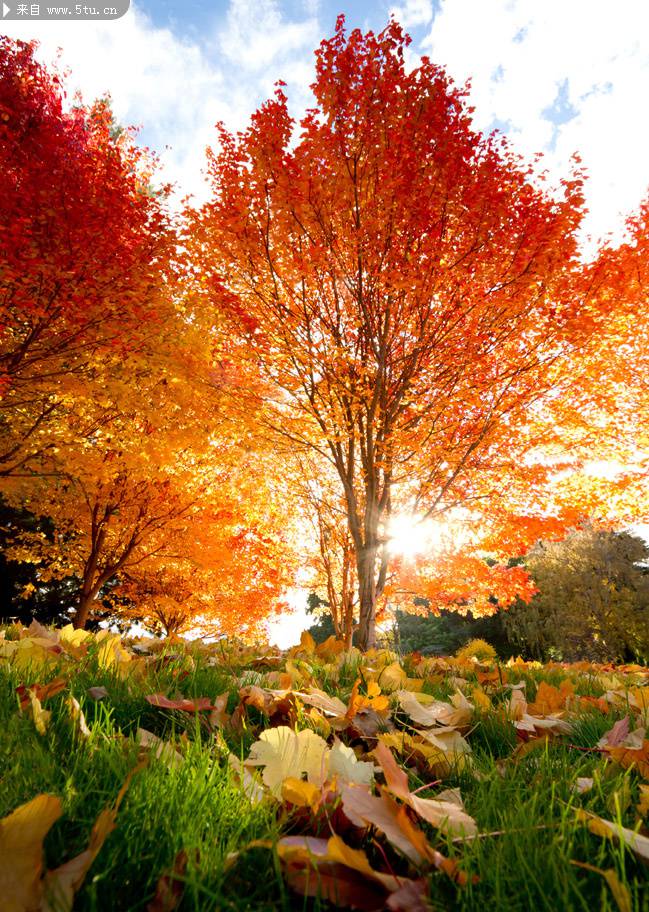 秋天的枫树林意境唯美图片