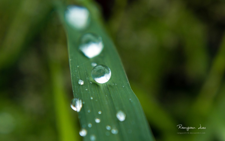 春日浪漫雨后清新水滴唯美壁纸推荐