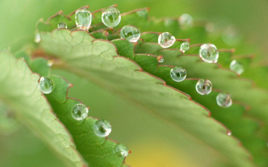 清新雨滴梦幻田野绿色风景高清壁纸