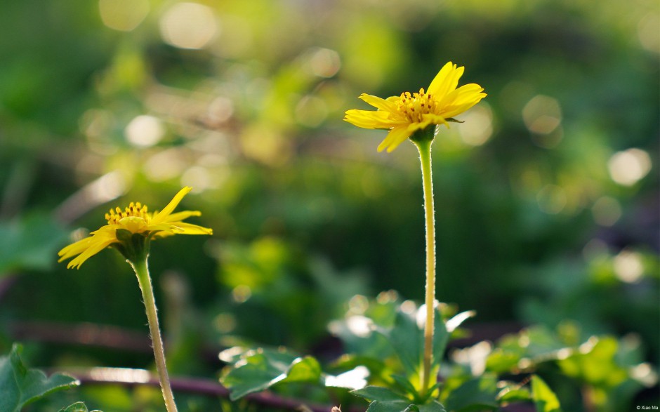 清新鲜花浪漫精致植物风景壁纸