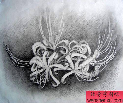 黑白彼岸花纹身素描图案