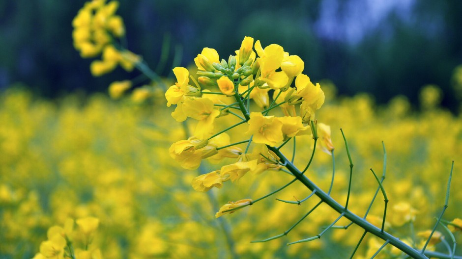 油菜花花田精美个性大图