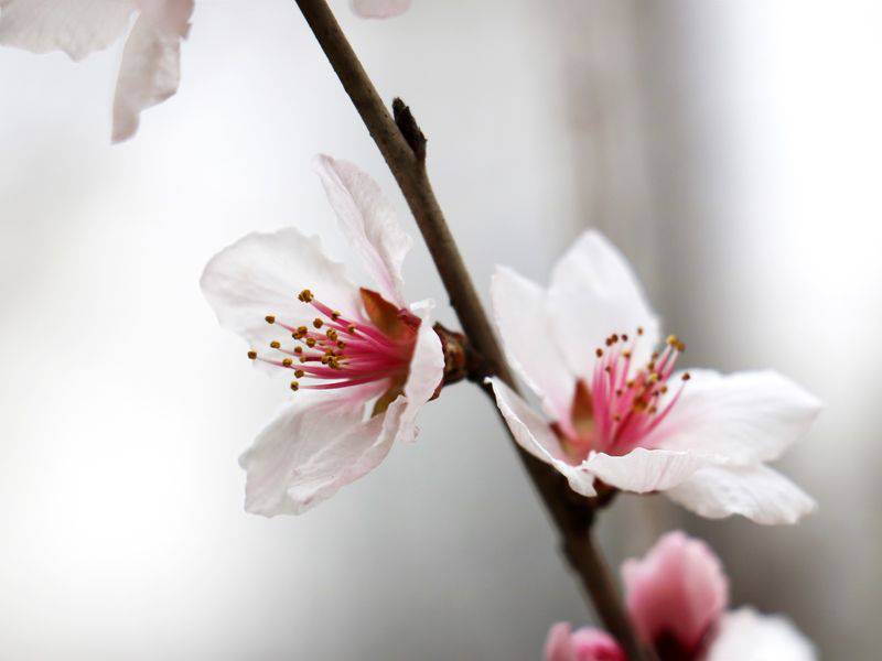 桃花经典唯美电脑桌面壁纸