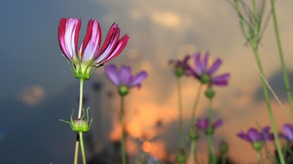 美丽格桑花壁纸桌面