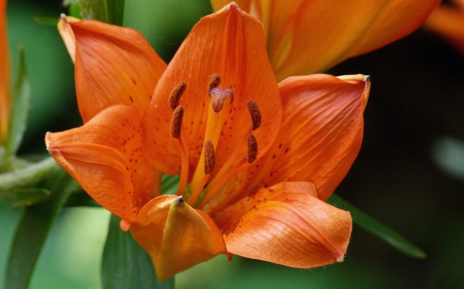 盛开百合花高清桌面壁纸