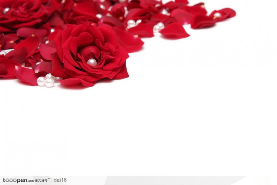 红玫瑰壁纸高清大图