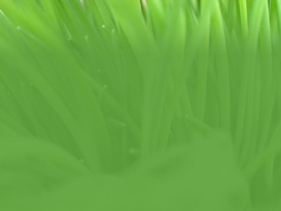 绿草模糊护眼绿色背景图