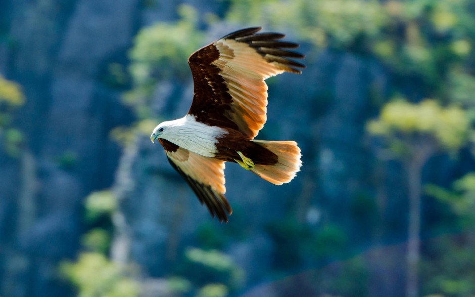飞翔的雄鹰桌面壁纸高清