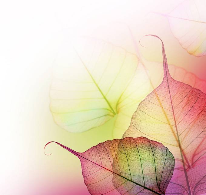 美丽幻彩的透明树叶图片素材