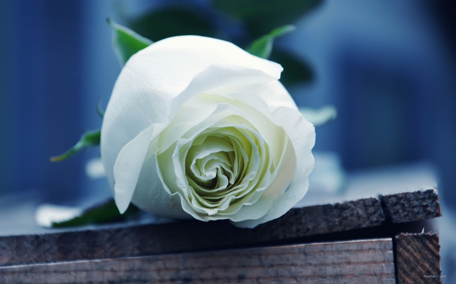 素雅白玫瑰唯美意境美图精选