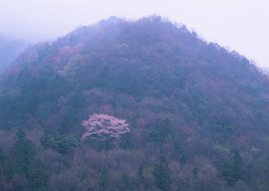 冬日傲骨绽放清新梅花精致风景