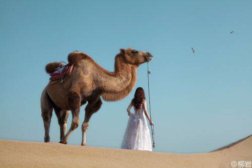 柳岩沙漠晒与骆驼合影 优雅白裙显女神范儿(2)